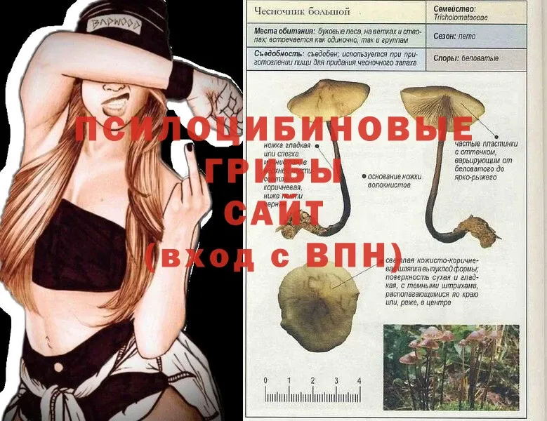 дарнет шоп  Фёдоровский  Галлюциногенные грибы Psilocybine cubensis 